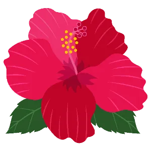 Hibiscus
