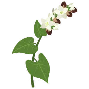 Buckwheat