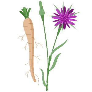Salsify