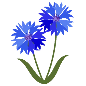 Cornflower