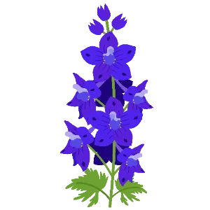Larkspur