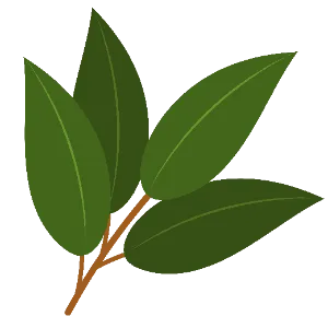 Bay Laurel