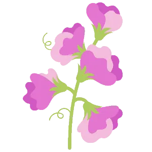 Sweet Peas