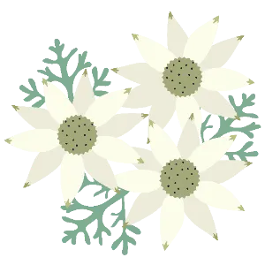 Flannel Flowers