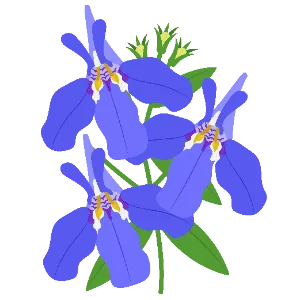 Lobelia