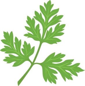 Chervil