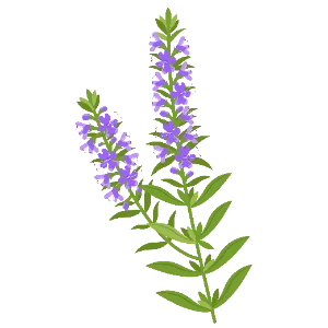 Agastache