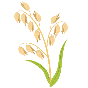 Oats