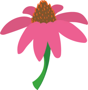 Echinacea