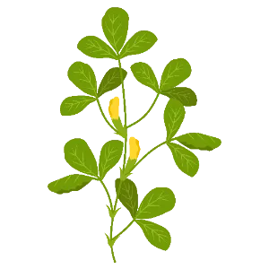 Fenugreek