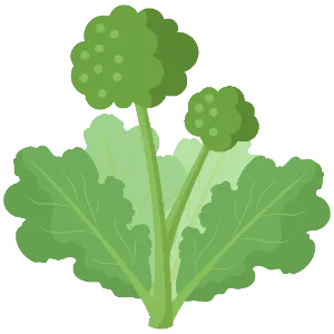 Broccoli Rabe