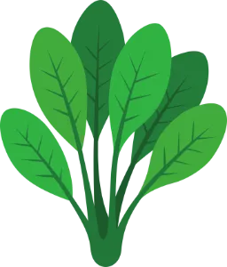 Spinach