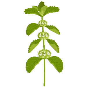 White Horehound