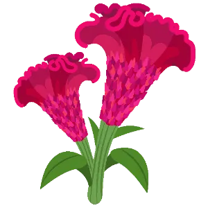 Celosia