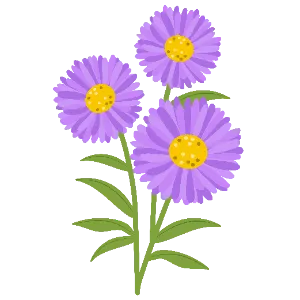Aster