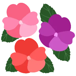Impatiens