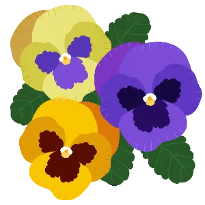Pansy