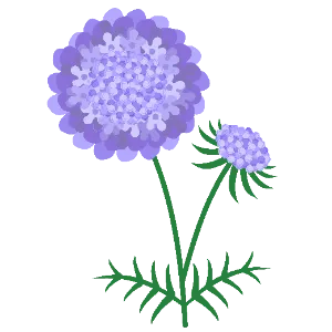 Scabiosa