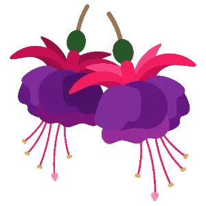 Fuchsia