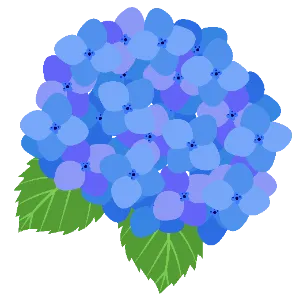 Hydrangea