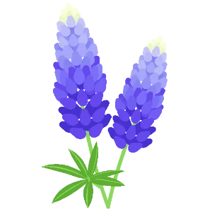 Lupine