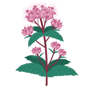 Joe Pye Weed