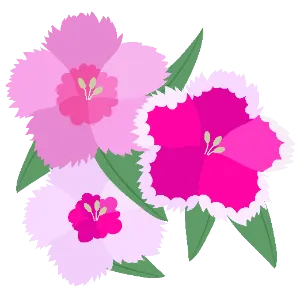 Dianthus