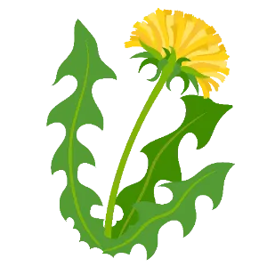 Dandelion