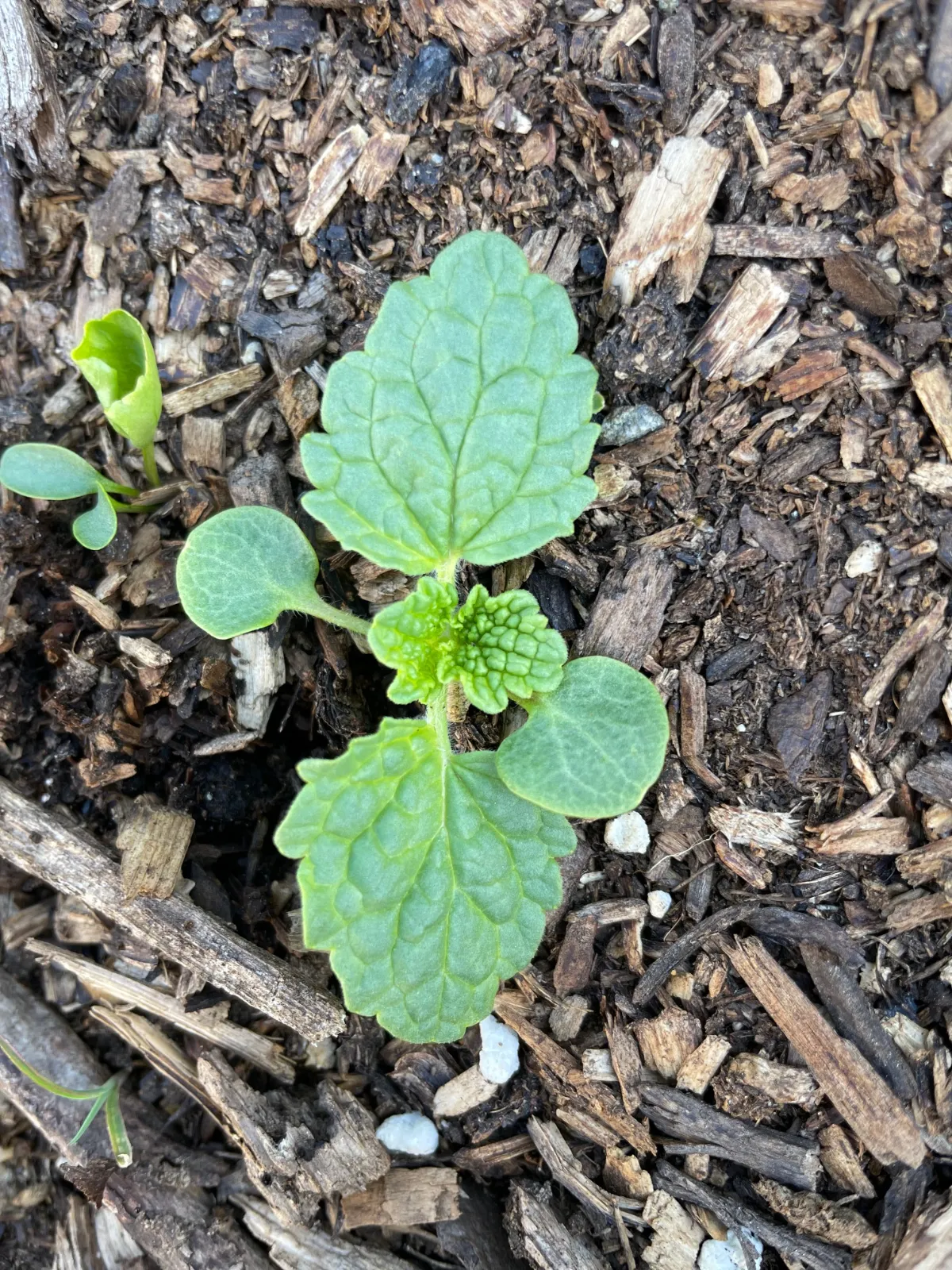 Bells of Ireland image 1