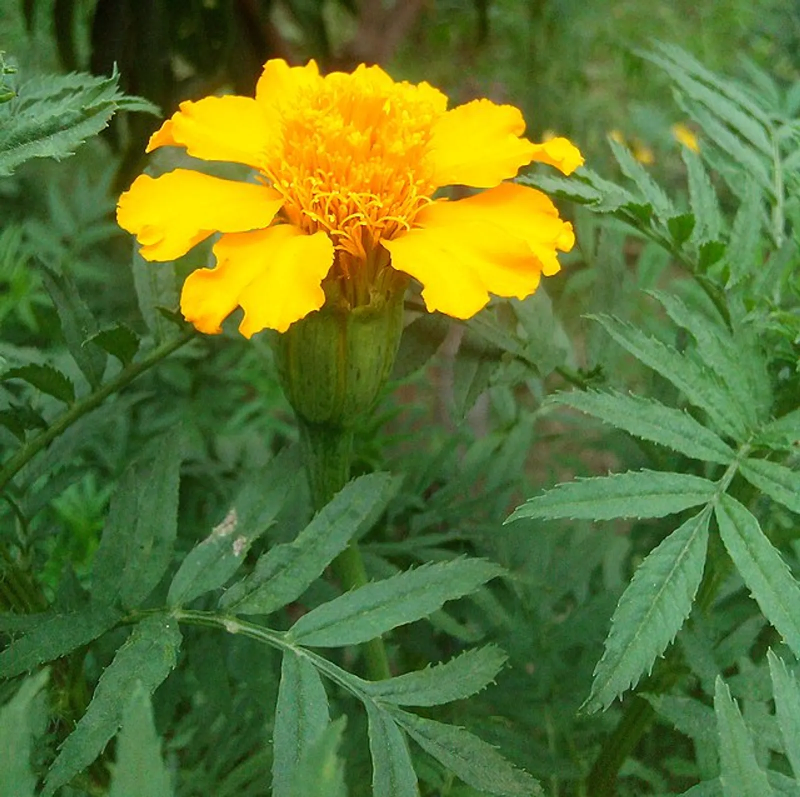 Marigold image 5