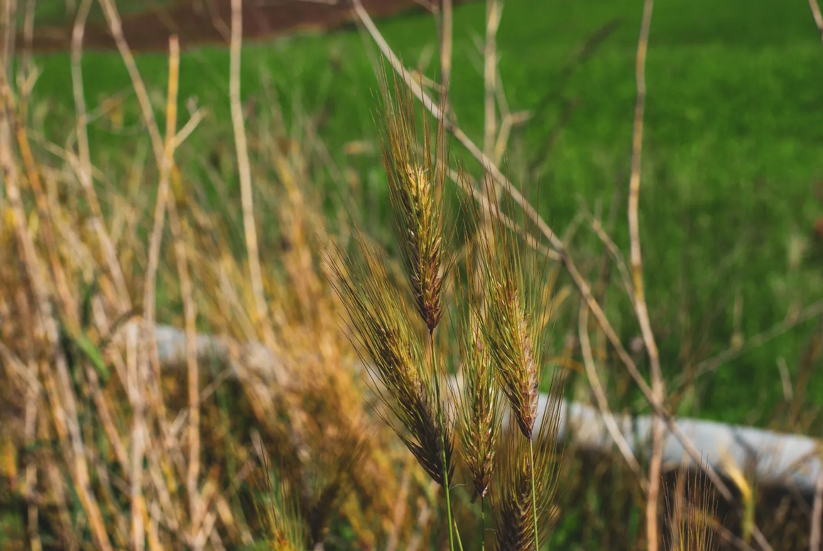 Wheat image 1