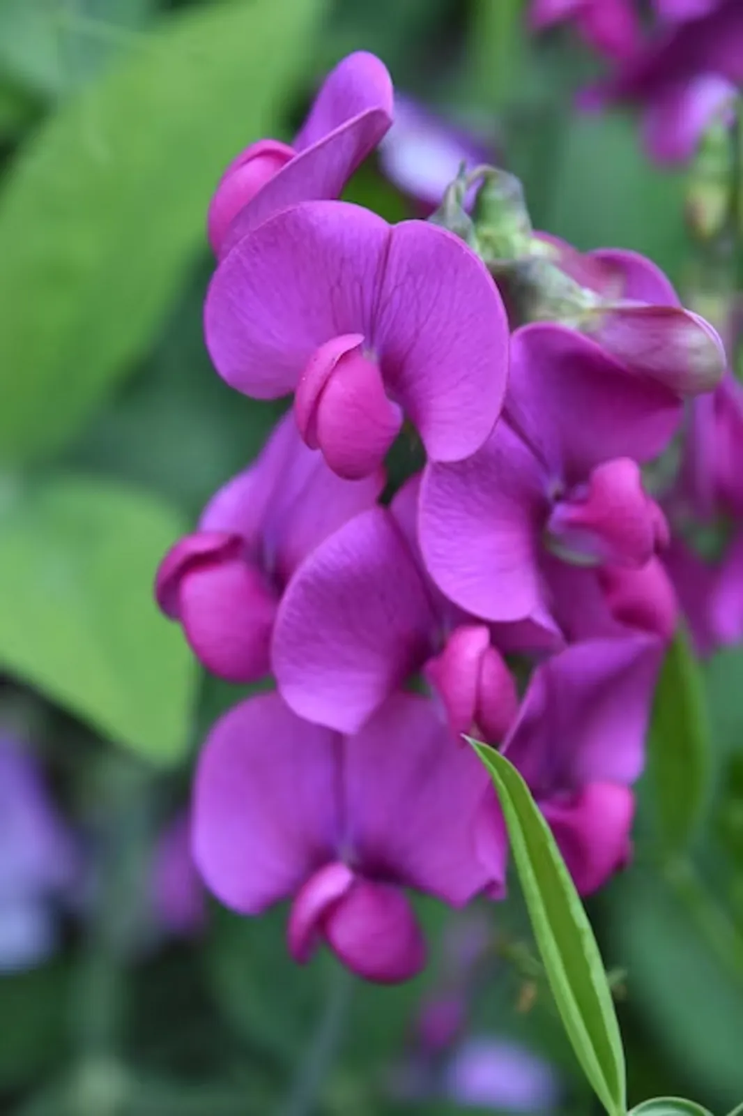 Sweet Peas image 1