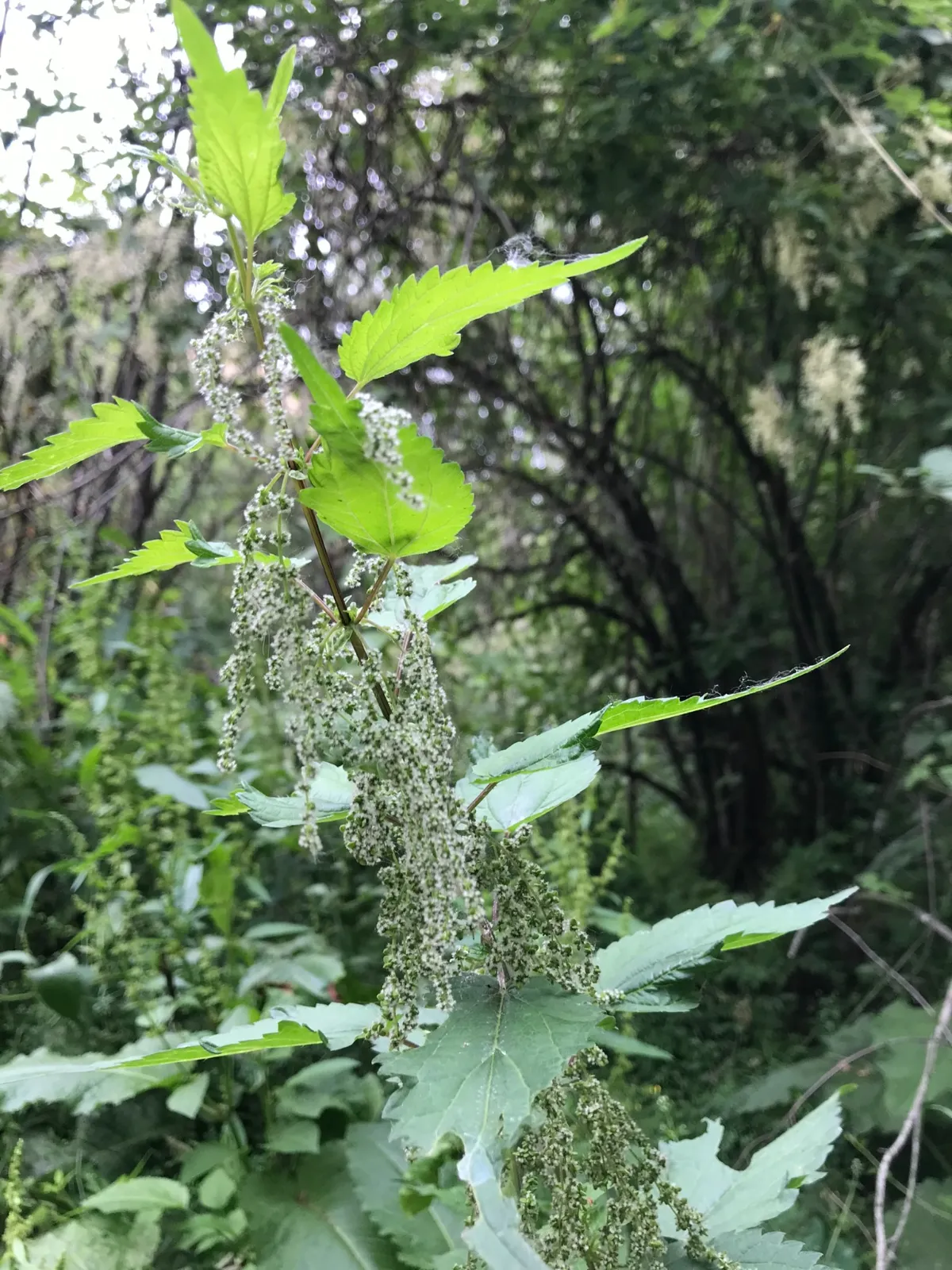 Stinging Nettle image 4