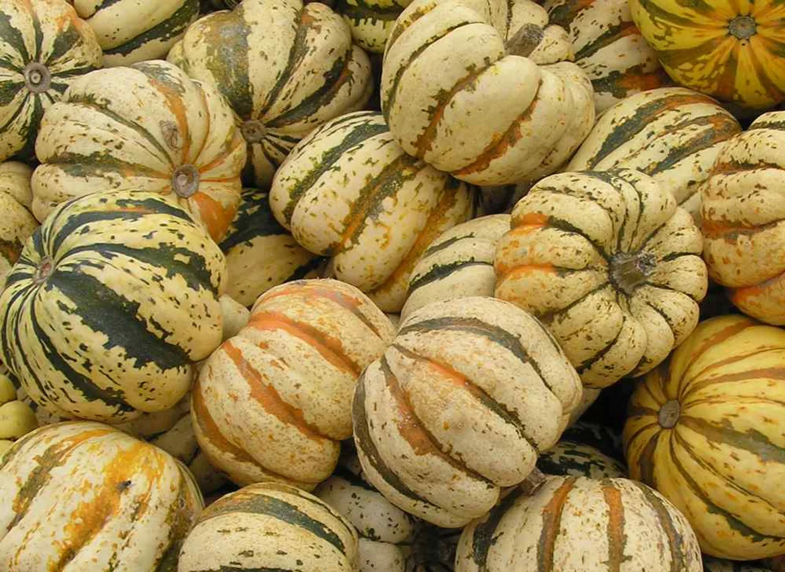 Winter, Carnival Squash Squash