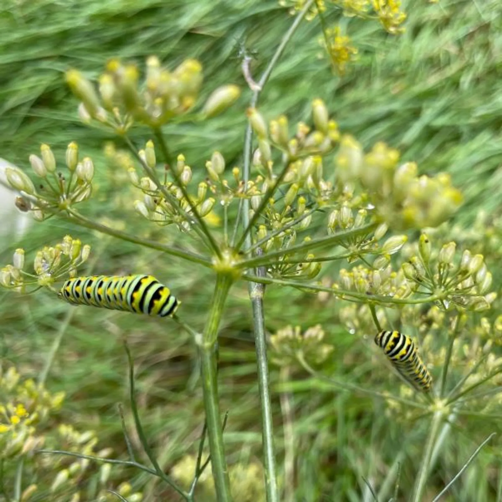 Bronze Fennel