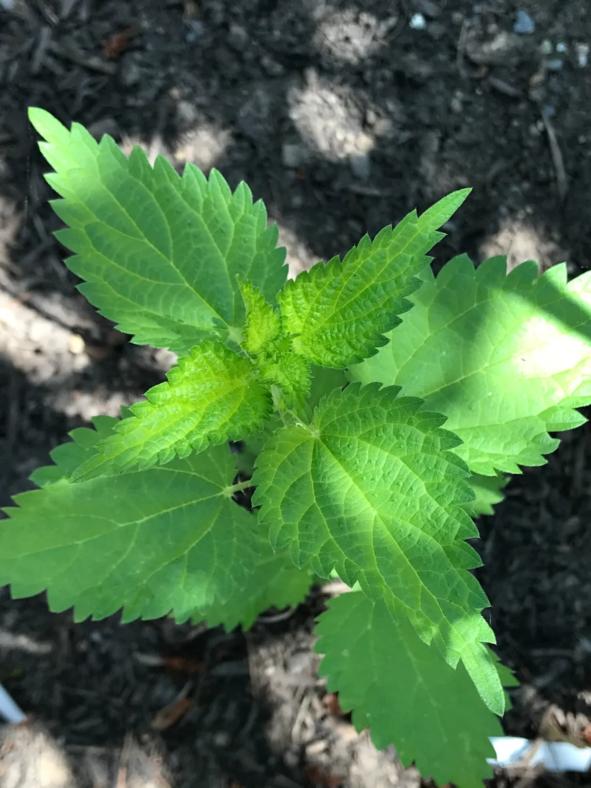 Stinging Nettle image 1