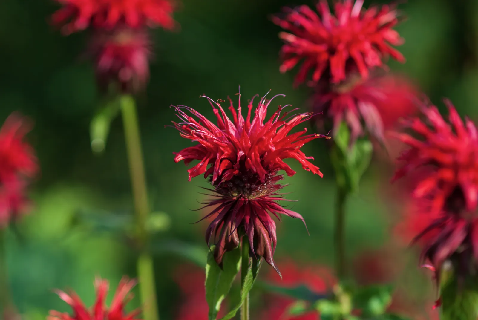 Bee Balm image 2