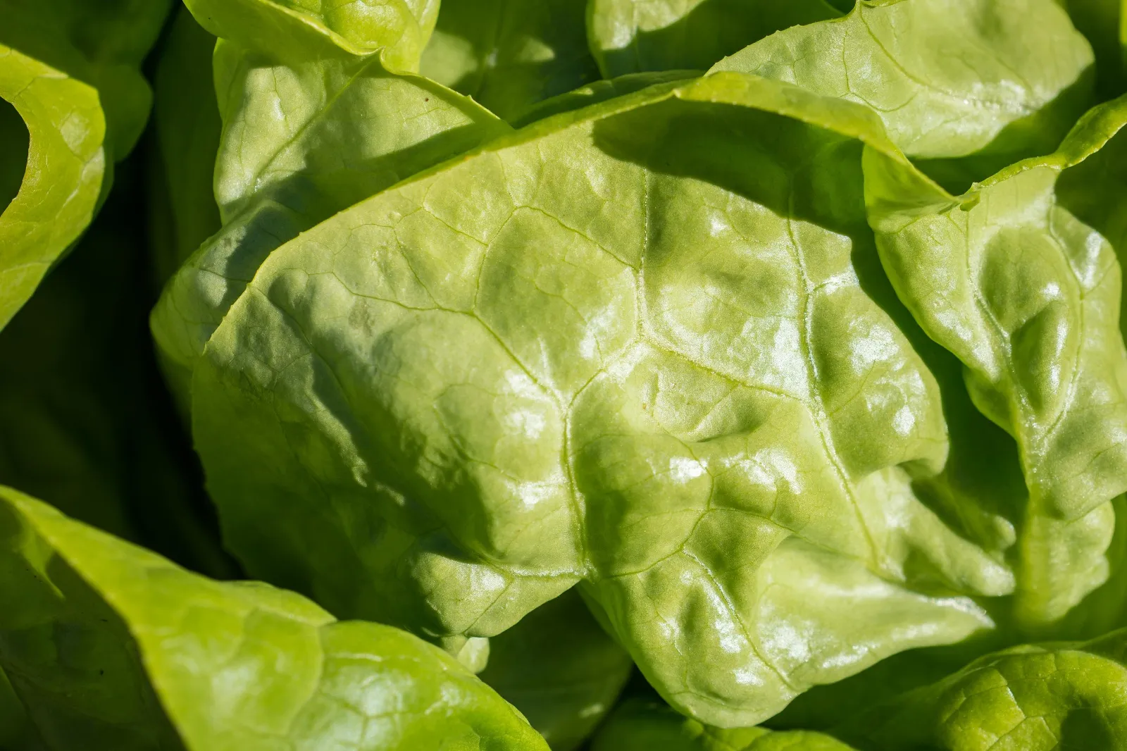 Lettuce Basil