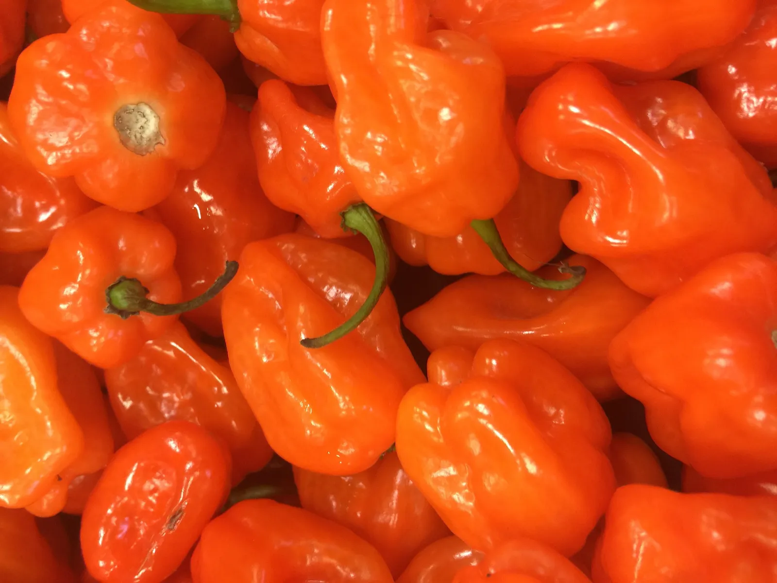 Habanero Pepper Peppers