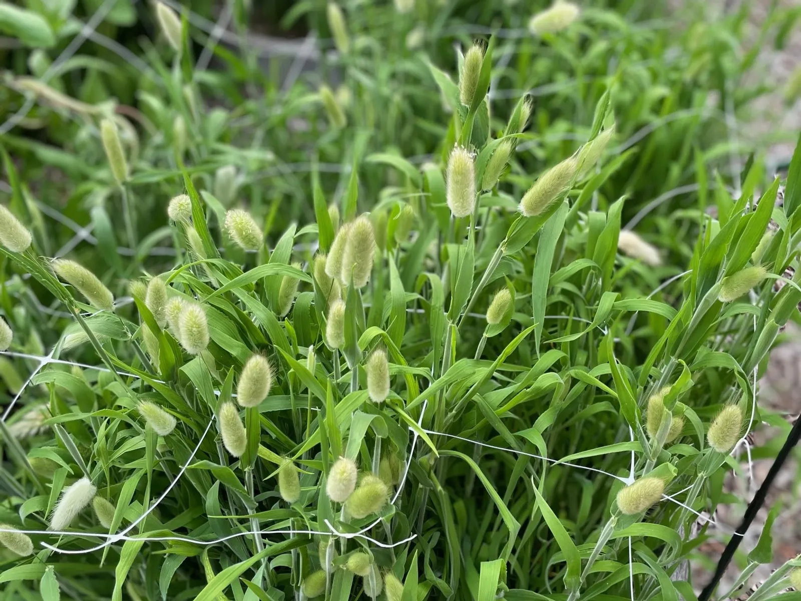Bunny Tail Grass image 1