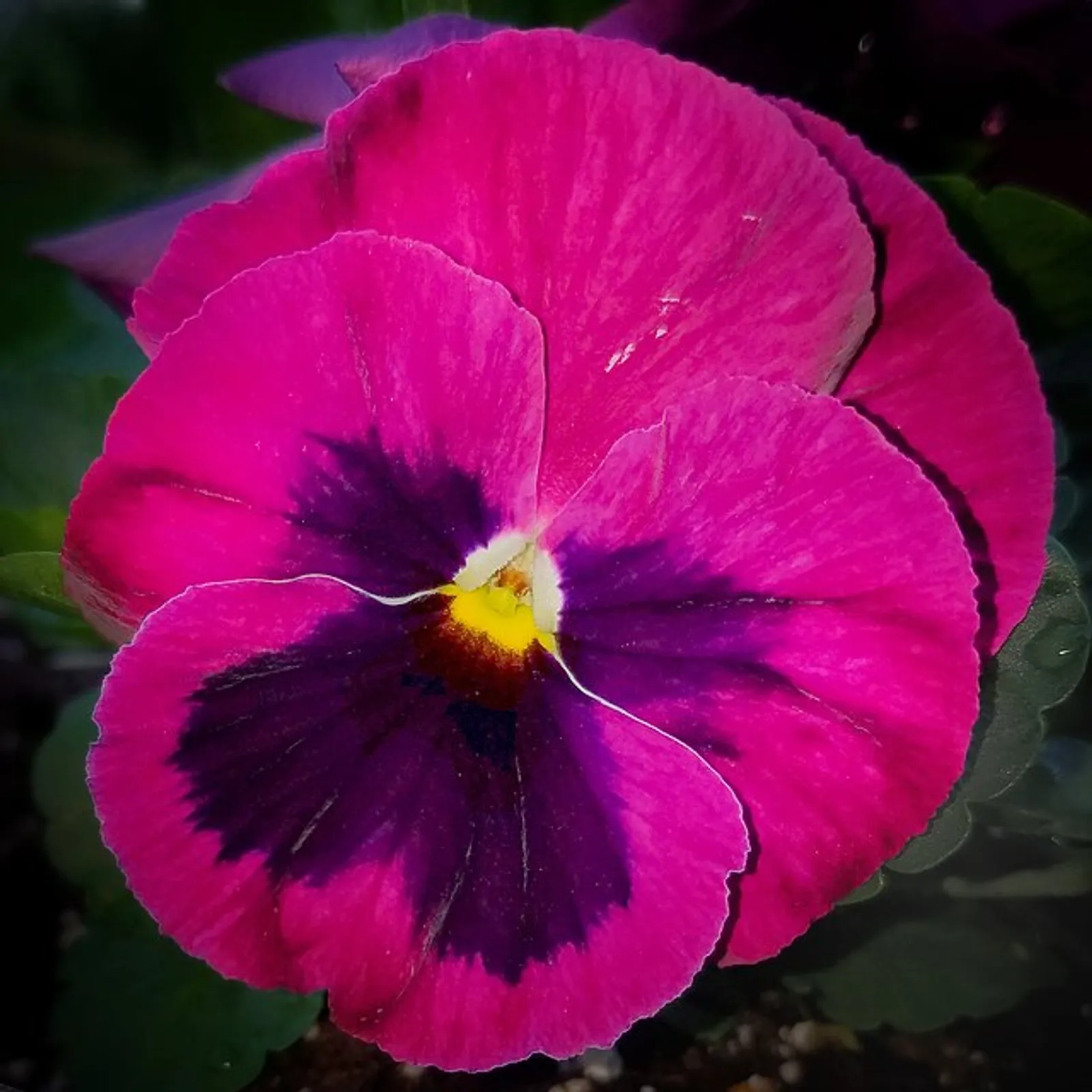 Pansy image 2