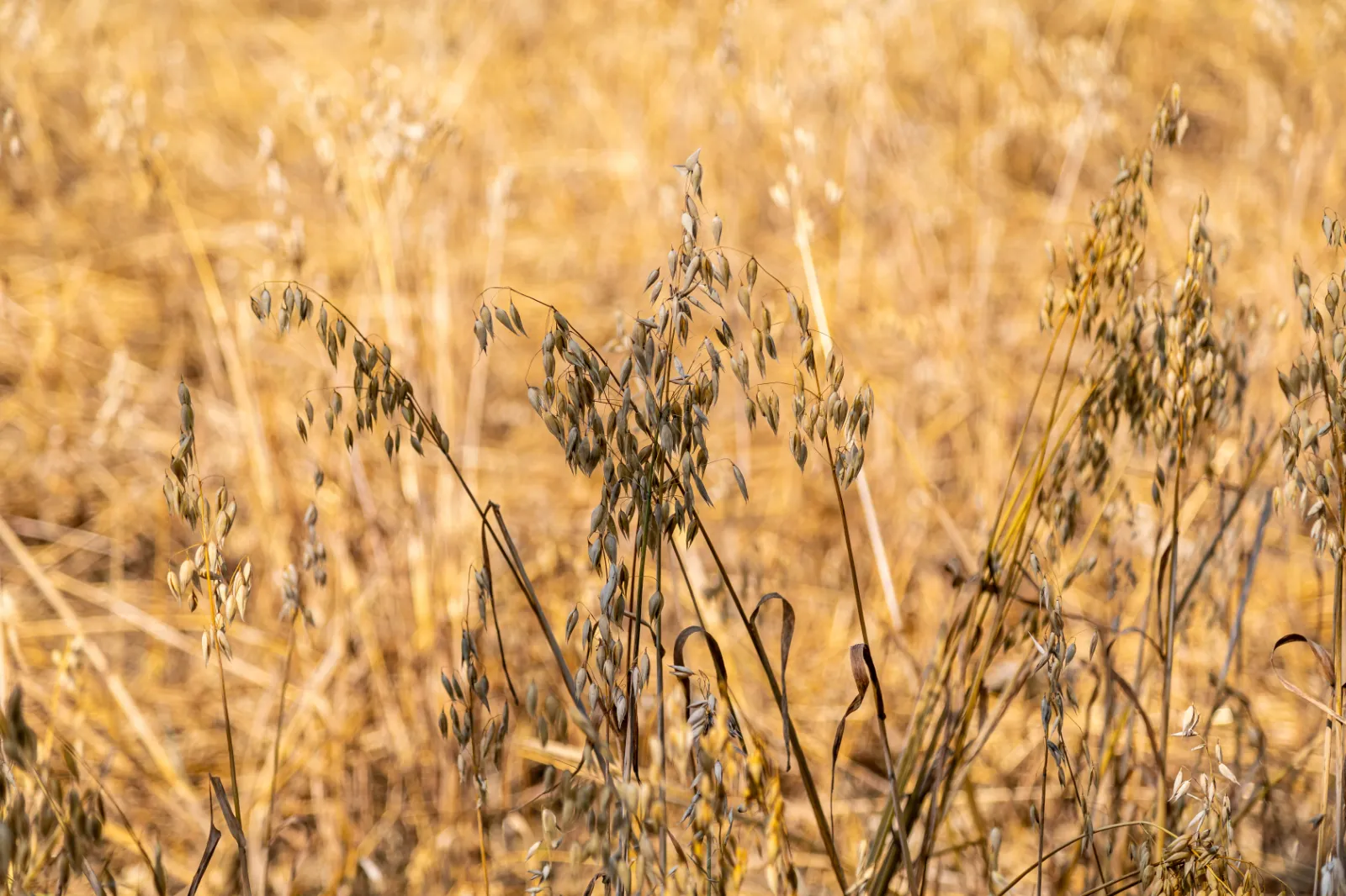 Oats image 3