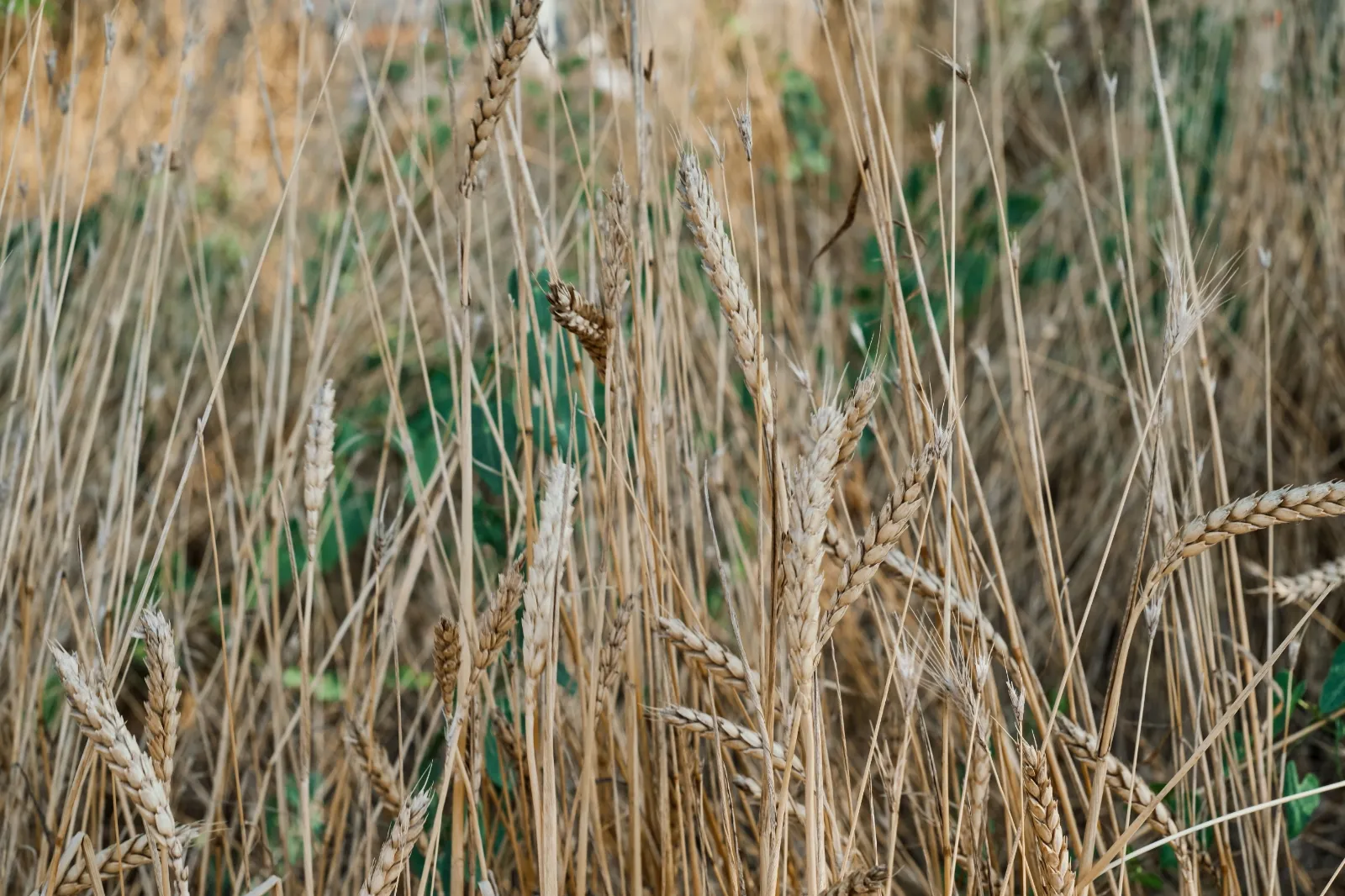 Wheat image 2