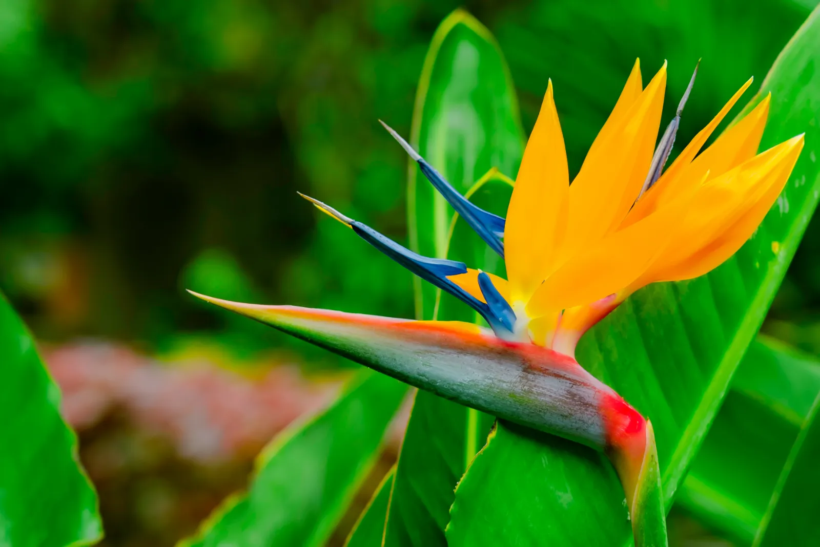 Bird of Paradise image 1