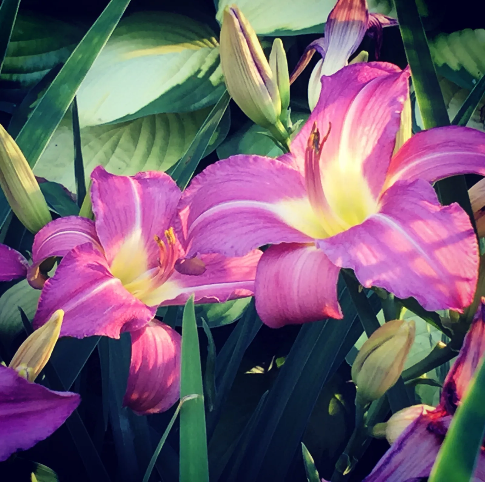 Daylily image 3