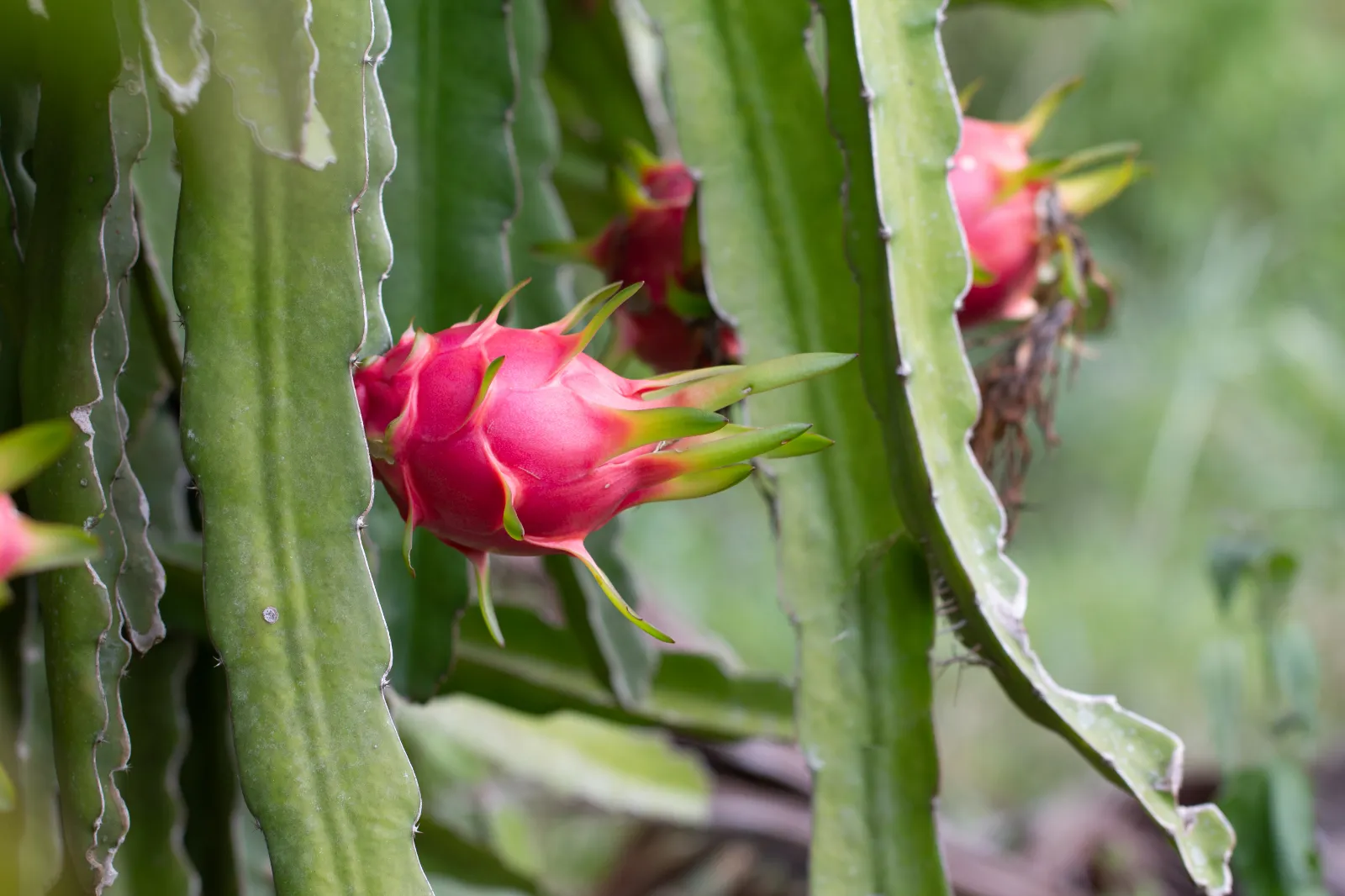 Dragon Fruit image 1