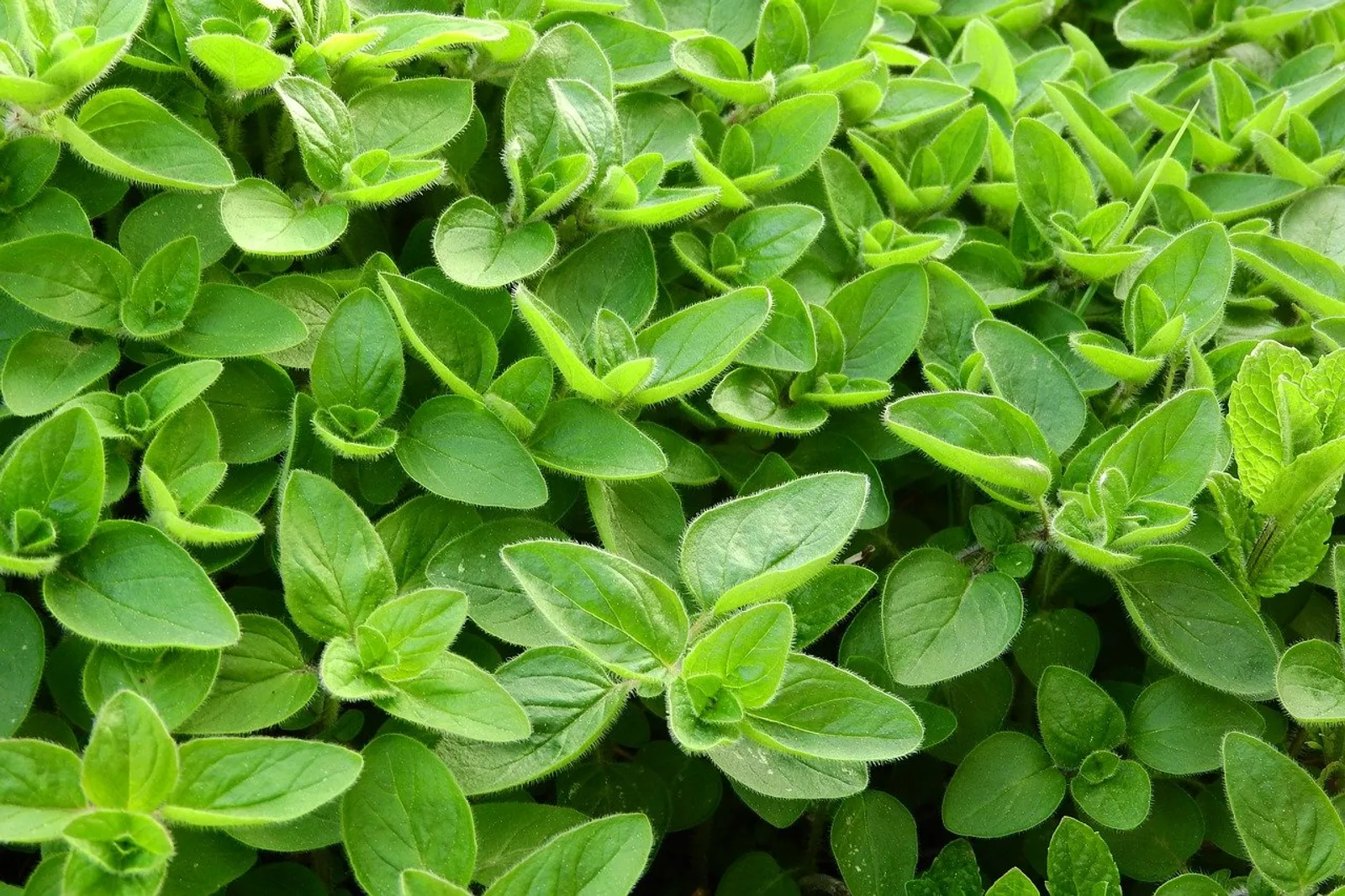 Marjoram image 1