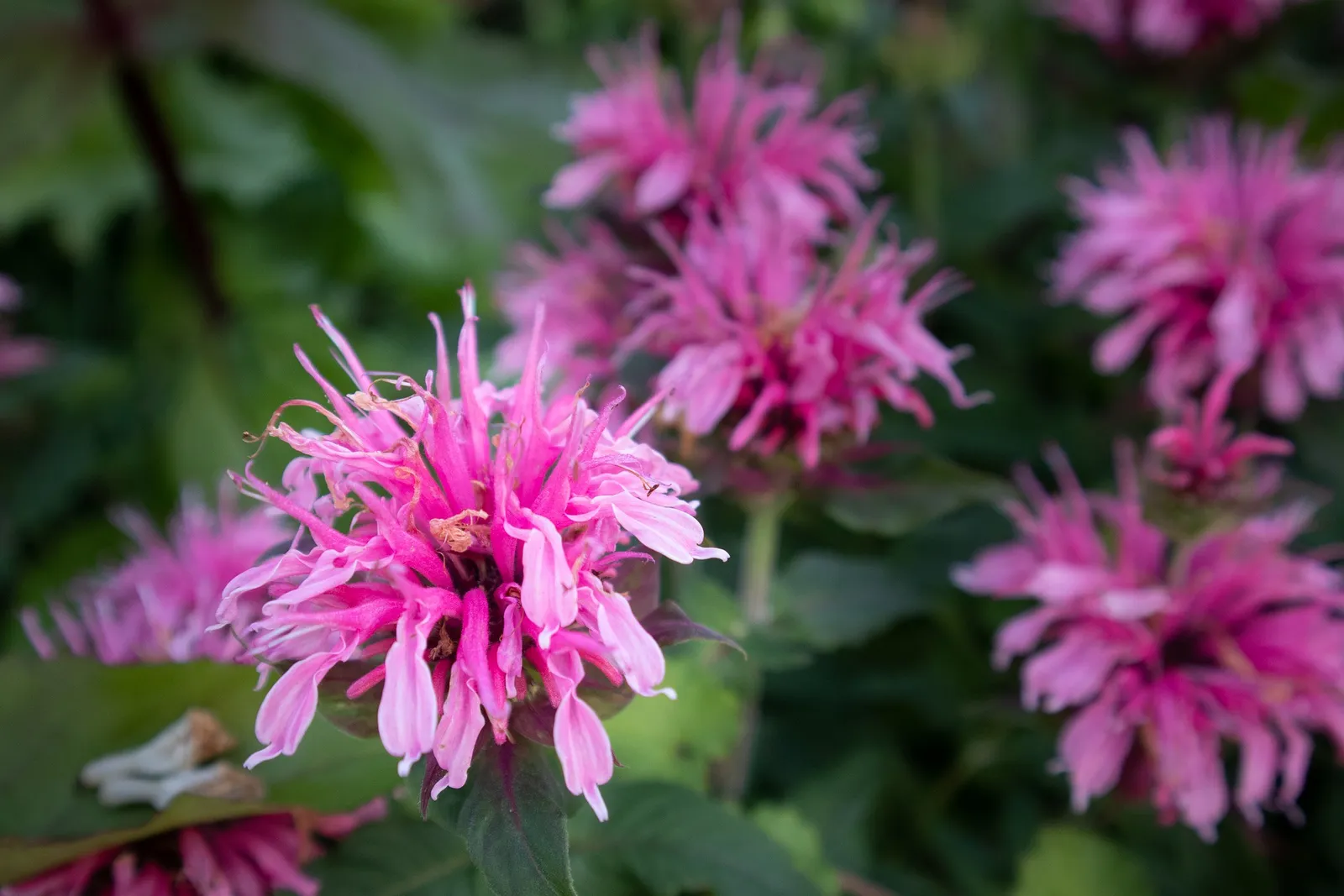 Bee Balm image 1