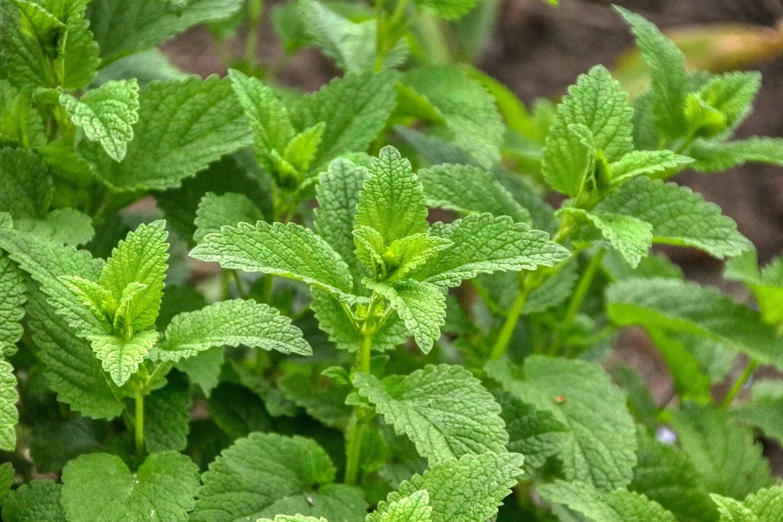 Lemon Balm image 1