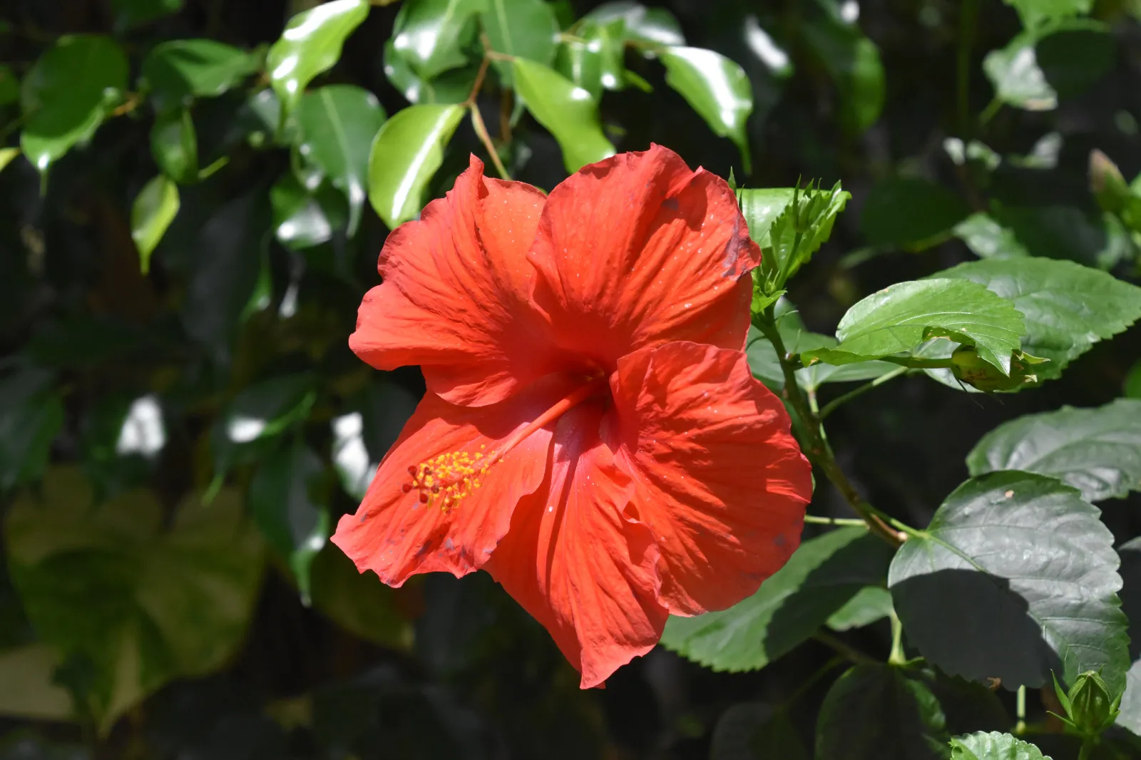 Hibiscus image 1